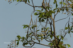 Stereospermum colais var. Colais